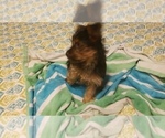 Small Photo #13 Yorkshire Terrier Puppy For Sale in NEVADA, TX, USA