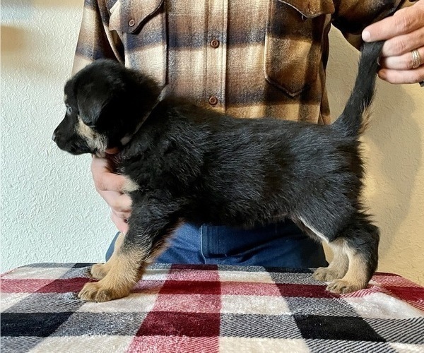 Medium Photo #2 German Shepherd Dog Puppy For Sale in PENROSE, CO, USA