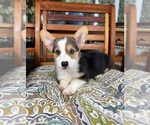 Beckham - Male Pembroke Welsh Corgi Puppy for Sale - Photo #4
