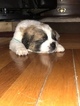 Small Photo #1 Saint Bernard Puppy For Sale in HARCOURT, IA, USA