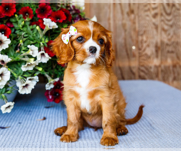 Medium Photo #52 Cavalier King Charles Spaniel Puppy For Sale in WAKARUSA, IN, USA