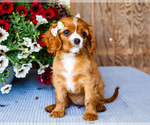 Small #3 Cavalier King Charles Spaniel