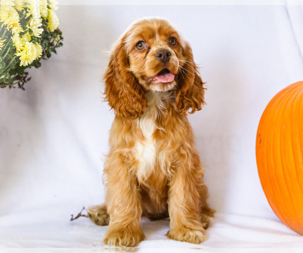 Medium Photo #1 Cocker Spaniel Puppy For Sale in WAKARUSA, IN, USA