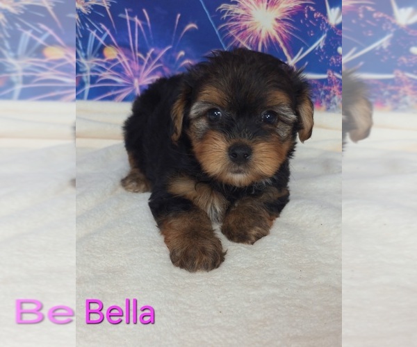 Medium Photo #1 Yorkipoo Puppy For Sale in AZLE, TX, USA