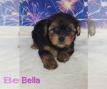 Small Yorkipoo