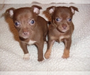 Chihuahua Puppy for sale in JACKSON, MS, USA