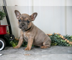 Puppy Maisie Faux Frenchbo Bulldog