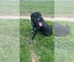 Small #2 Labrador Retriever