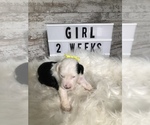 Small Photo #19 Sheepadoodle Puppy For Sale in NIXA, MO, USA
