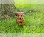 Small #3 Dachshund