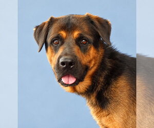 Rottweiler-Unknown Mix Dogs for adoption in Pasadena, CA, USA
