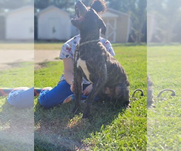 Medium Photo #5 Boxador Puppy For Sale in Orangeburg, SC, USA