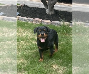 Rottweiler Puppy for Sale in DOUGLASVILLE, Georgia USA