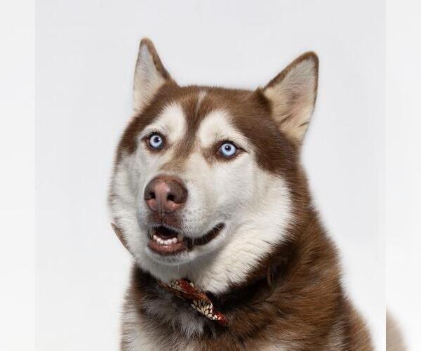 Medium Photo #2 Siberian Husky Puppy For Sale in Santa Maria, CA, USA