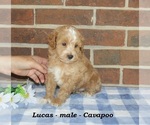 Small #1 Cavapoo (Miniature)