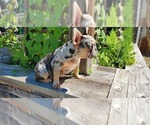 Small #6 French Bulldog