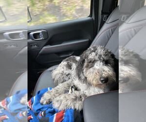 Goldendoodle Puppy for sale in BOGACHIEL, WA, USA