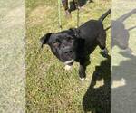 Small #1 Mutt