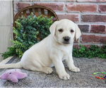 Small #7 Labrador Retriever