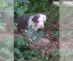 Small #1 Great Dane