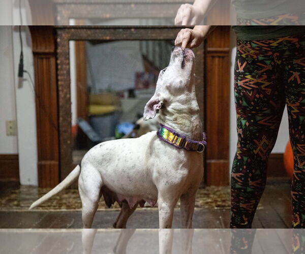 Medium Photo #35 American Pit Bull Terrier-Unknown Mix Puppy For Sale in Germantown, OH, USA