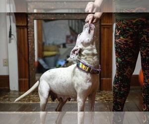 Vally - Female American Pit Bull Terrier-Unknown Mix Dog for Adoption - Photo #35