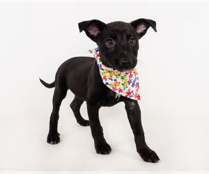 American Staffordshire Terrier-German Shepherd Dog Mix Dogs for adoption in phoenix, AZ, USA