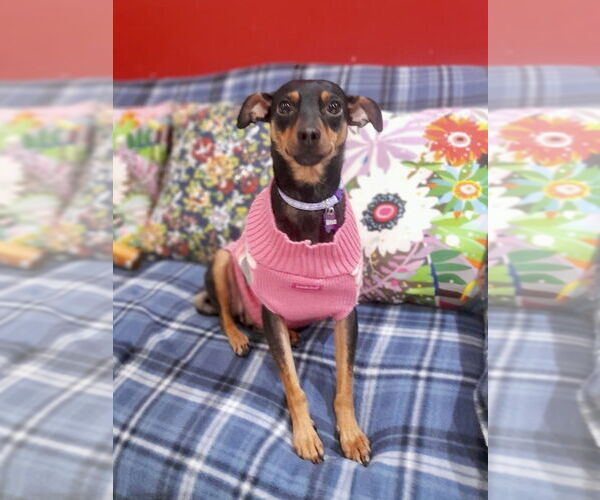 Medium Photo #2 Chipin Puppy For Sale in San Diego, CA, USA