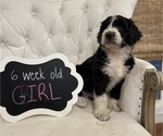 Small Photo #9 Aussiedoodle Puppy For Sale in FRANKLINTON, LA, USA