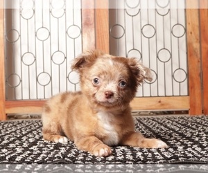 Chihuahua Puppy for sale in NAPLES, FL, USA
