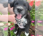 Puppy 5 Australian Retriever-Australian Shepherd Mix