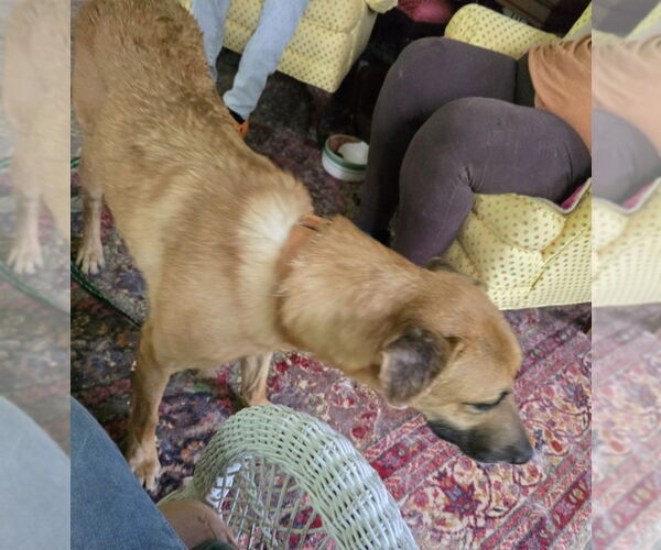 Medium Photo #9 Shepradors Puppy For Sale in Winston Salem, NC, USA