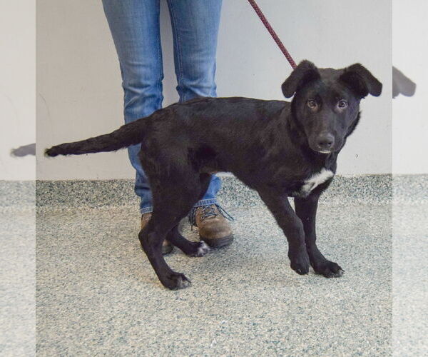 Medium Photo #3 German Shepherd Dog-Unknown Mix Puppy For Sale in Huntley, IL, USA