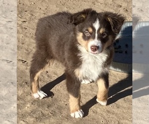 Miniature Australian Shepherd Puppy for sale in FORT MORGAN, CO, USA