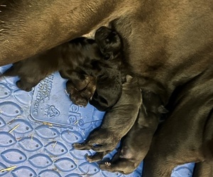 Cane Corso Puppy for sale in DELAWARE, OH, USA