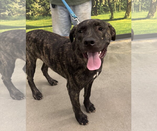 Medium Photo #3 Mutt Puppy For Sale in Decatur, GA, USA