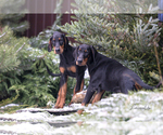 Small Photo #16 Doberman Pinscher Puppy For Sale in Moscow, Moscow, Russia