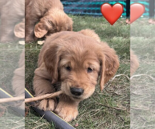 Medium Photo #1 Golden Retriever Puppy For Sale in CHIPPEWA FALLS, WI, USA