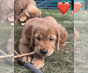 Golden Retriever Puppy for Sale in CHIPPEWA FALLS, Wisconsin USA