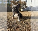 Small #6 French Bulldog