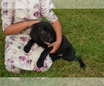 Small #2 Labrador Retriever