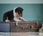 Small Photo #9 Collie Puppy For Sale in PILOT, VA, USA