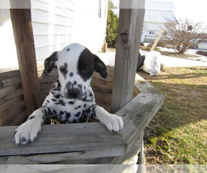 Dalmatian Puppy for sale in STURGIS, MI, USA