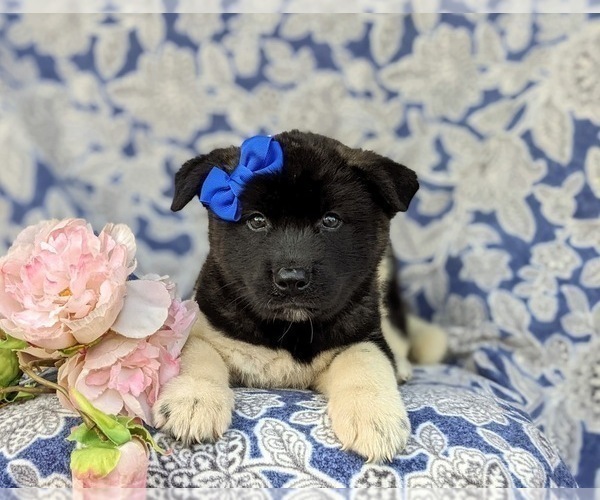 Medium Photo #6 Akita Puppy For Sale in AIRVILLE, PA, USA