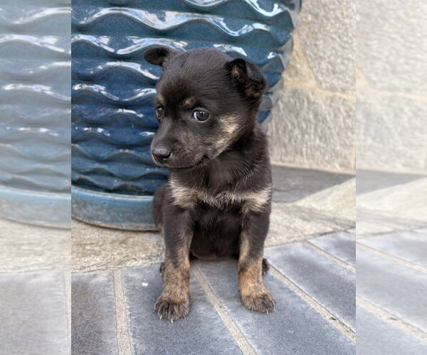 Medium Photo #1 Chihuahua-Unknown Mix Puppy For Sale in Corona, CA, USA