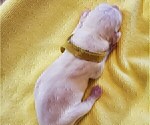 Small Photo #13 Dogo Argentino Puppy For Sale in KATY, TX, USA