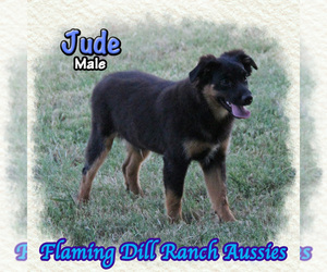 Miniature Australian Shepherd Puppy for sale in FORESTBURG, TX, USA