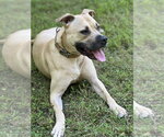Small #8 American Staffordshire Terrier