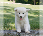 Image preview for Ad Listing. Nickname: Chloe
