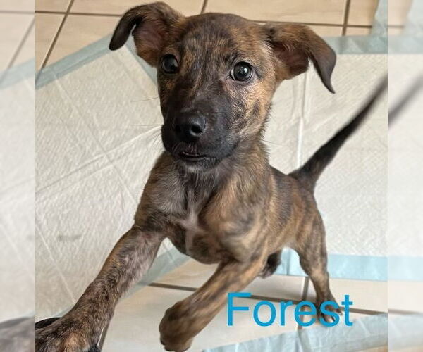 Medium Photo #12 Mutt Puppy For Sale in Brewster, NY, USA